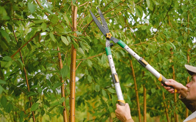 Tree trimming in Johnstown, NY